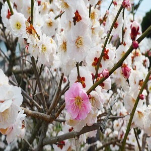 天流先生の画像